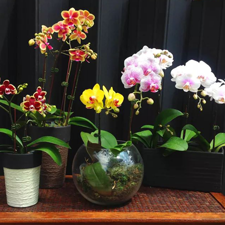 Collection of Orchids